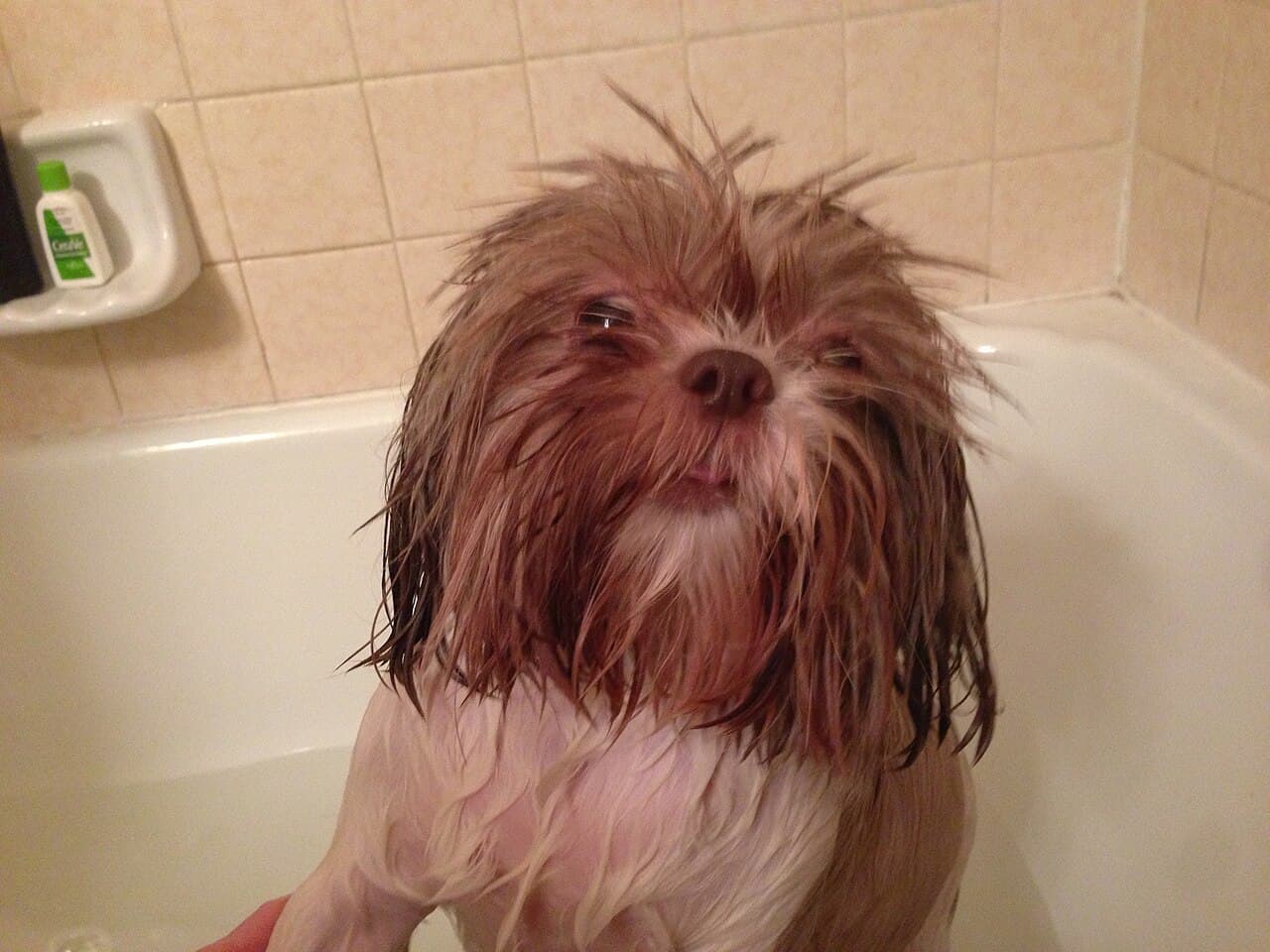 Baño e higiene · perro mediano