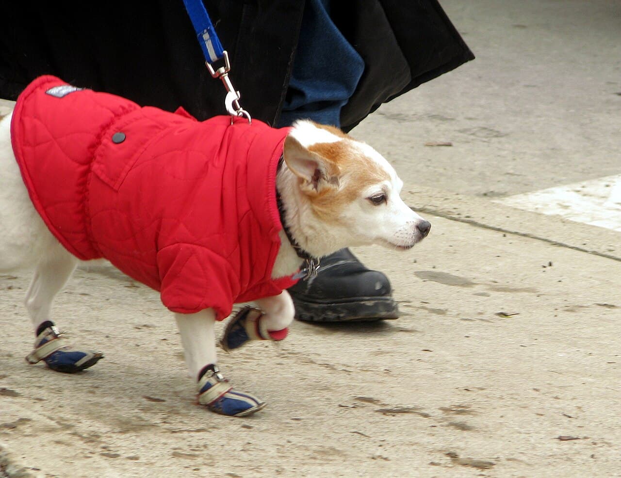 Perro feliz y con estilo tras su visita