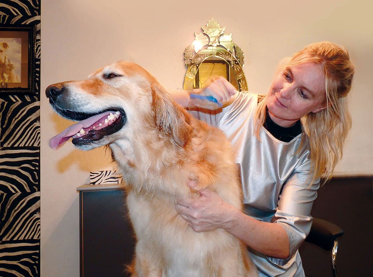 Perro recién arreglado en MAPACHE Dog House